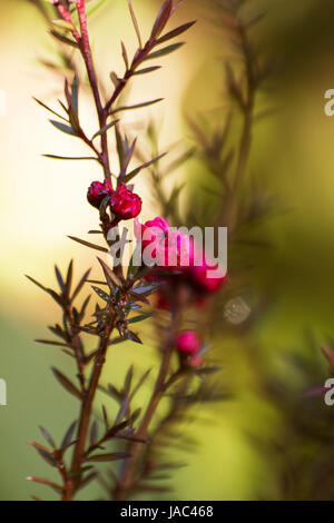 Fuchsia Leptospermum scoparium fiore Foto Stock