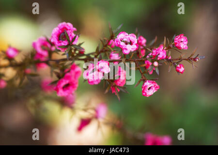 Fuchsia Leptospermum scoparium fiore Foto Stock