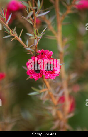 Impianto di Manuka in fiore Foto Stock