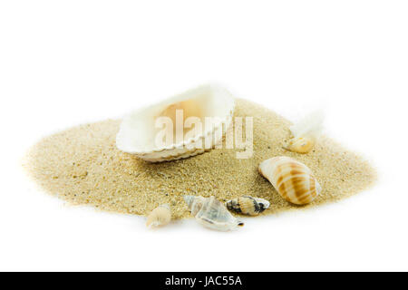 Il mare esotici shell . tesoro dal mare. Foto Stock