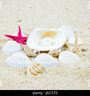 Il mare esotici shell . tesoro dal mare. Foto Stock