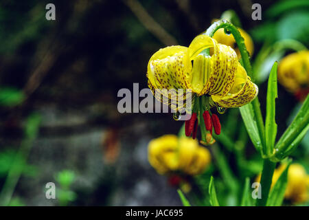 Il Lilium pyrenaicum, in un giardino in Breconshire, Wales, Regno Unito Foto Stock