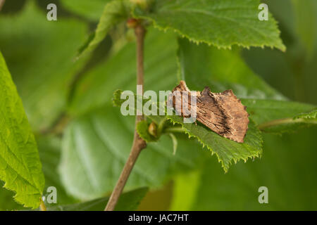 Kamelspinner, Kamel-Zahnspinner, Kamelzahnspinner, Ptilodon capucina, Lophopteryx capucina, coxcomb prominente, La Crête de coq, Zahnspinner, Notodonti Foto Stock