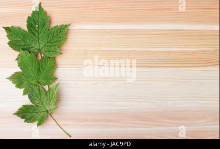 Tre sicomoro verde foglie su un woodgrain sfondo con spazio di copia Foto Stock