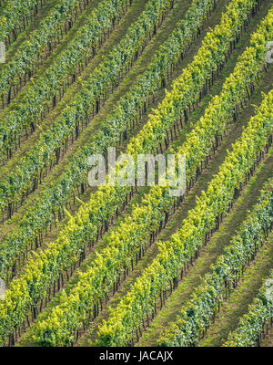 Il vigneto di un viticoltore in Bassa Austria, Der Weingarten eines Winzers in Niederösterreich Foto Stock