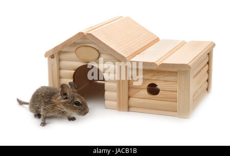 Degu accanto a piccoli animali in legno casa isolata su bianco Foto Stock