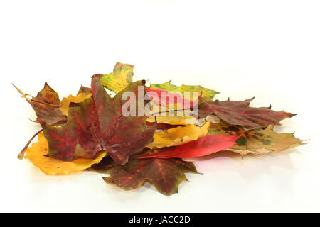 Verschiedene bunte Herbstblätter vor weißem Hintergrund Foto Stock