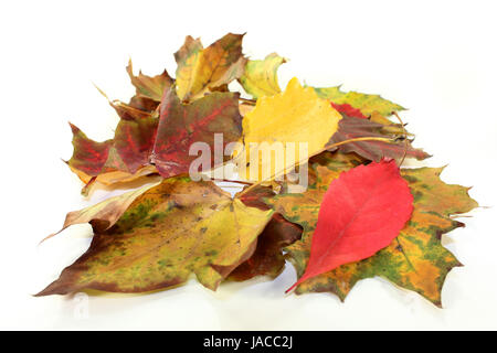 Verschiedene bunte Herbstblätter vor weißem Hintergrund Foto Stock