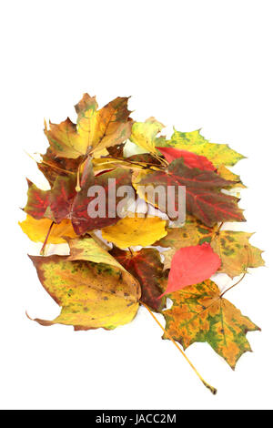 Verschiedene bunte Herbstblätter vor weißem Hintergrund Foto Stock