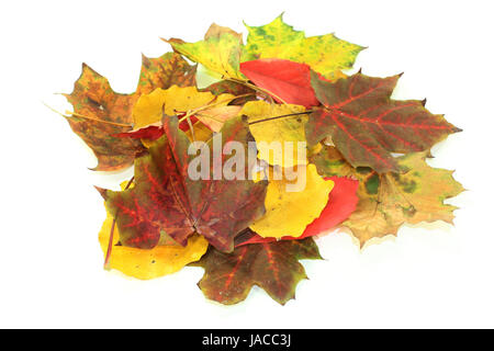 Verschiedene bunte Herbstblätter vor weißem Hintergrund Foto Stock