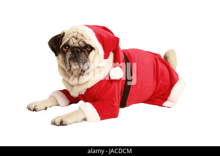 Pug in santa costume risiede e guarda, esentate, sfondo bianco vestiti da Babbo Natale, ritaglio Foto Stock