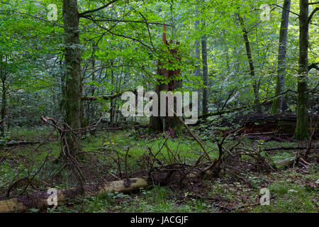 Primordiale stand di latifoglie in foresta naturale in estate mattina con rottura albero di abete rosso in primo piano Foto Stock