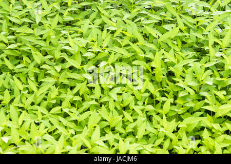 Houseplant, questo piante possono rendere una scopa. Foto Stock