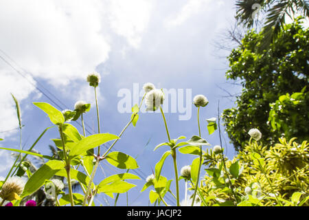 Globo bianco amaranto o pulsante di bachelor fiore e cielo blu. Foto Stock
