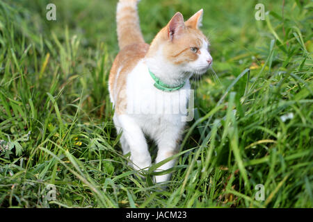 Gatto in piedi in erba verde Foto Stock