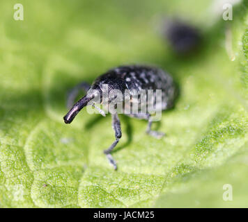 Scarabeo elefante Foto Stock