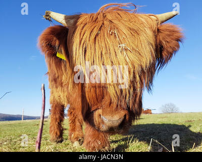 Close up di erba highland mucca su un prato verde che cerca di guardare attraverso la sua testa di capelli. Foto Stock