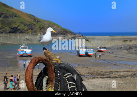 Seagull (Herrring gabbiano) seduto su un vecchio arrugginito ancoraggio in Port Isaac Harbour in Cornovaglia Foto Stock