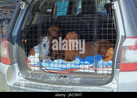 Tre cani in una gabbia del cane nel retro di una station wagon o station wagon Foto Stock