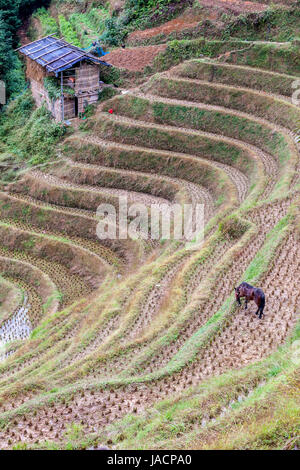 Longji, Cina. Un cavallo pascola sui bordi di strette risaie a terrazze dopo il raccolto. Foto Stock