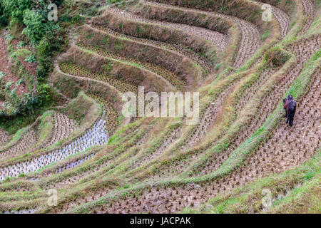 Longji, Cina. Un cavallo pascola sui bordi di strette risaie a terrazze dopo il raccolto. Foto Stock