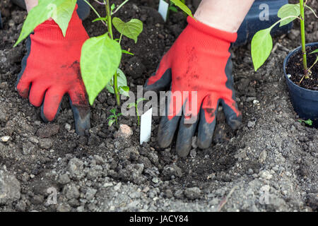 Piantando i peperoni giovani nel giardino di allotment terra donna giardinaggio verdure in primavera mani piantando verdura Foto Stock