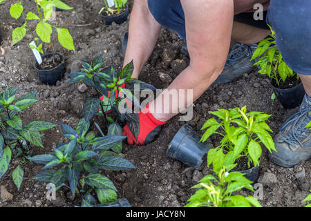 Piantando i peperoni giovani nel terreno, ortaggio delle mani di giardinaggio dell'orto che piantano Foto Stock