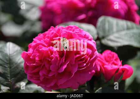 Rose de Resht mit Schwebefliege Foto Stock