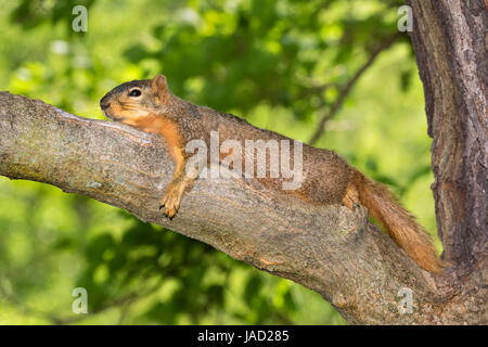 Fox scoiattolo (Sciurus nige) di appoggio in ombra sul ramo di albero durante una calda giornata estiva, Ames, Iowa, USA Foto Stock