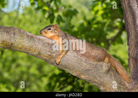 Fox scoiattolo (Sciurus nige) di appoggio in ombra sul ramo di albero durante una calda giornata estiva, Ames, Iowa, USA Foto Stock
