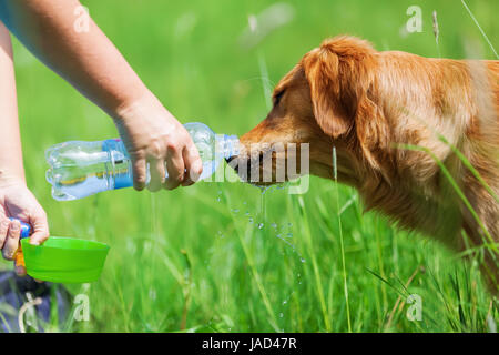 Femmina lato dà un golden retriever di acqua da bere Foto Stock