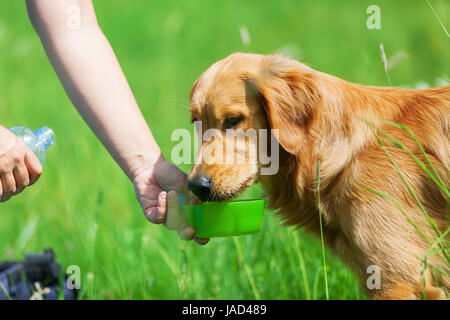 Femmina lato dà un golden retriever di acqua da bere Foto Stock