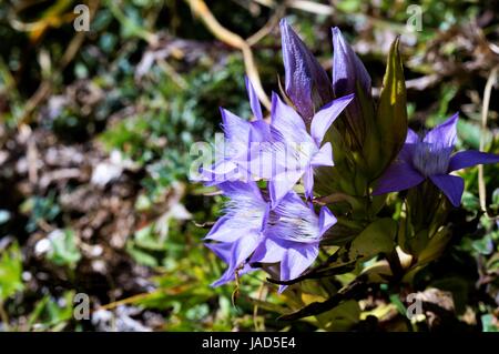 Il tedesco frans enzian - tedesco la genziana - gentianella germanica Foto Stock