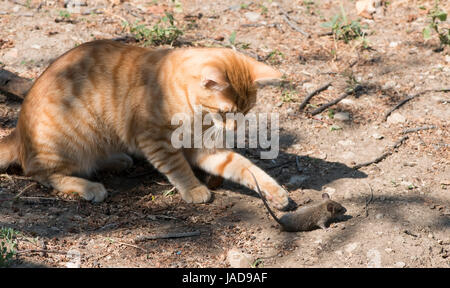 Gatto e topo in giardino. Cat la cattura del mouse Foto Stock