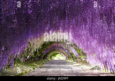 Tunnel di glicine in piena fioritura a Kawachi Fujien Giardino Glicine in Kitakyushu, Fukuoka, Giappone Foto Stock