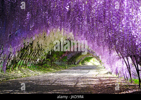 Tunnel di glicine in piena fioritura a Kawachi Fujien Giardino Glicine in Kitakyushu, Fukuoka, Giappone Foto Stock