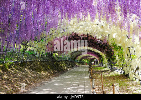 Tunnel di glicine in piena fioritura a Kawachi Fujien Giardino Glicine in Kitakyushu, Fukuoka, Giappone Foto Stock