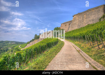 Muro di pietra della Fortezza di Marienberg (Castello) attraverso l'uva a Wurzburg, Wurzburg, Baviera, Germania Foto Stock