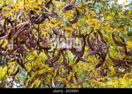 Capsule di seme di acacia tree vicino fino in autunno il giorno Foto Stock