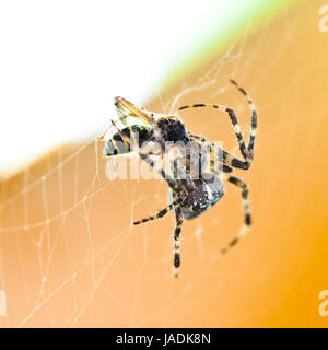 Araneus spider alimenta catturato wasp close up Foto Stock