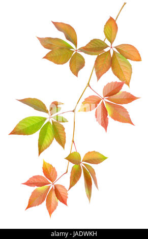 Il ramo con foglie isolati su sfondo bianco Foto Stock