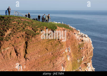 HELGOLAND, Germania - 21 Maggio 2017: bird watchers vicino a nord di allevamento sule a rocce rosse di Helgoland Foto Stock