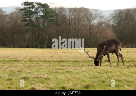 Cervi sono i mammiferi ruminanti formando la famiglia Cervidae Foto Stock