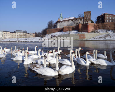 Allevamento di cigni sul fiume visula a Cracovia con wawel castel d'inverno Foto Stock