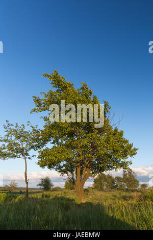 Ein Baum im Hochmoor Hohes Venn mit Wollgras in Belgien Foto Stock