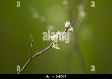 Un bellissimo albero rami con un colore grigio pallido foglie verdi in primavera Foto Stock