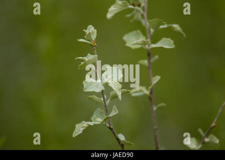 Un bellissimo albero rami con un colore grigio pallido foglie verdi in primavera Foto Stock