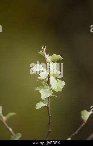 Un bellissimo albero rami con un colore grigio pallido foglie verdi in primavera Foto Stock