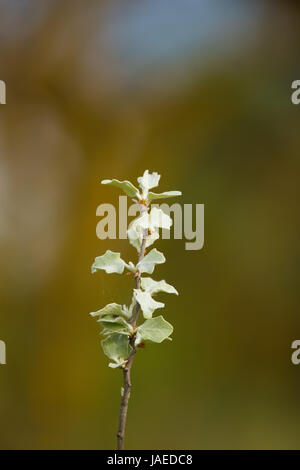 Un bellissimo albero rami con un colore grigio pallido foglie verdi in primavera Foto Stock