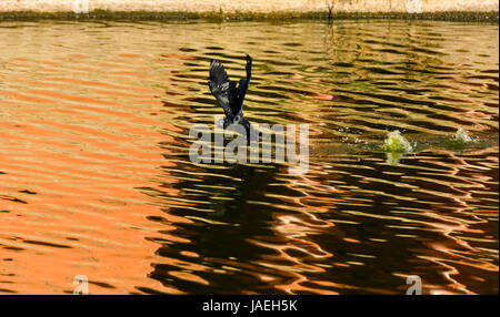 Un singolo cormorano nero uccello sorvolano acque torbide dell'uomo Sagar lago a Jaipur cercando di catturare pesci per saziare la sua fame Foto Stock